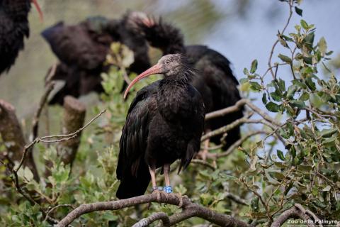 Ibis chauve au Zoo de La Palmyre