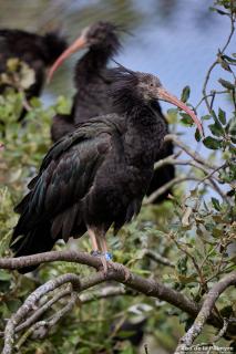 Ibis chauve au Zoo de La Palmyre