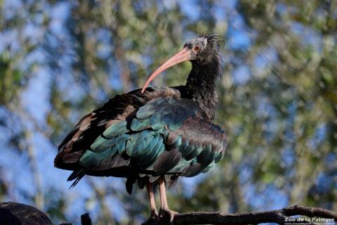 Ibis chauve au Zoo de La Palmyre