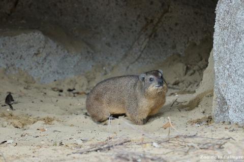 Daman des rochers au Zoo de La Palmyre