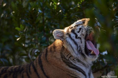 Tigre de l'Amour au Zoo de La Palmyre