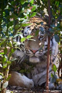 Tigre de l'Amour au Zoo de La Palmyre