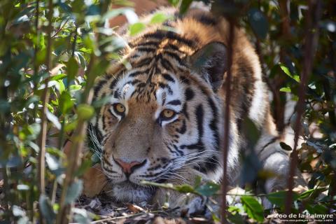 Tigre de l'Amour au Zoo de La Palmyre