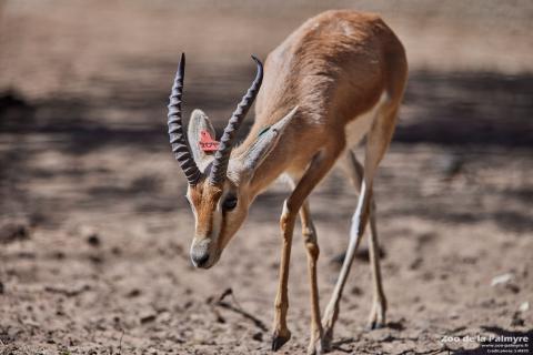 Gazelledorca, Zoo de La Palmyre