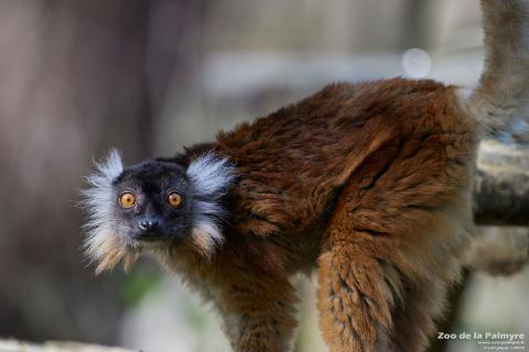 Femelle lémur noir au Zoo de La Palmyre