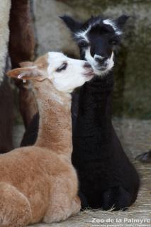 Alpaga au Zoo de la Palmyre