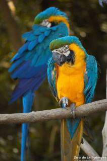 Ara ararauna au Zoo de la Palmyre