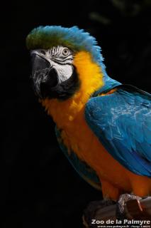 Ara ararauna au Zoo de la Palmyre