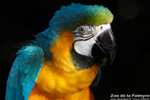 Ara ararauna au Zoo de la Palmyre