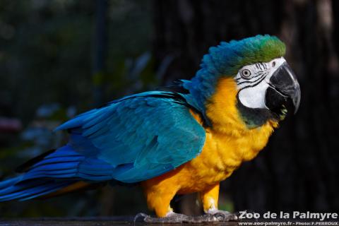 Ara ararauna au Zoo de la Palmyre