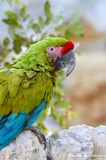 Ara de Buffon au Zoo de la Palmyre