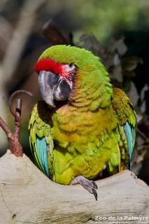 Ara de Buffon au Zoo de la Palmyre