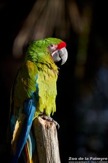 Ara de Buffon au Zoo de la Palmyre