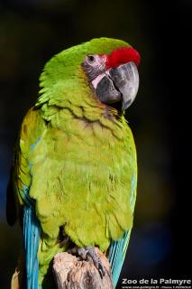 Ara de Buffon au Zoo de la Palmyre