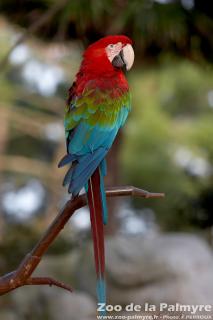 Ara chloroptère au Zoo de la Palmyre