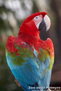 Ara chloroptère au Zoo de la Palmyre