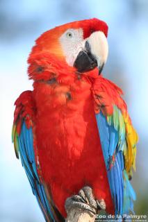 Ara Macao au Zoo de la Palmyre