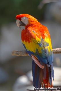 Ara Macao au Zoo de la Palmyre