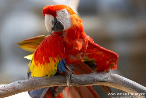 Ara Macao au Zoo de la Palmyre