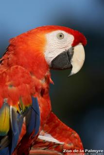 Ara Macao au Zoo de la Palmyre