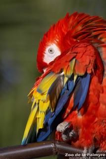 Ara Macao au Zoo de la Palmyre