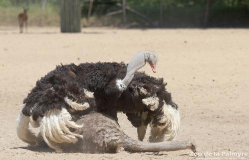 Autruche au Zoo de La Palmyre