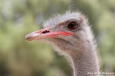 Autruche au Zoo de La Palmyre