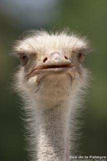 Autruche au Zoo de La Palmyre