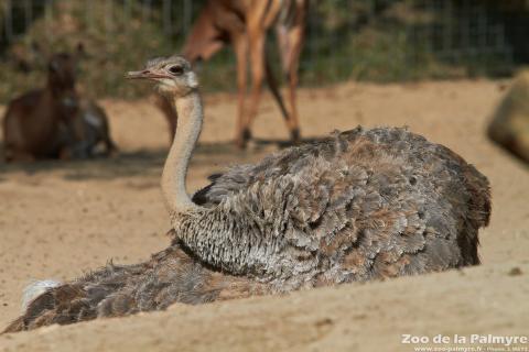 Autruche au Zoo de La Palmyre