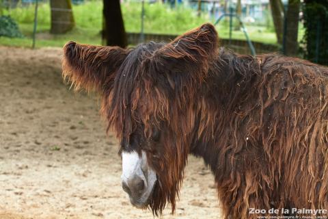 Baudet du Poitou au Zoo de la Palmyre