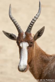 Blesbok au Zoo de La Palmyre