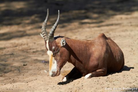 Blesbok au Zoo de La Palmyre