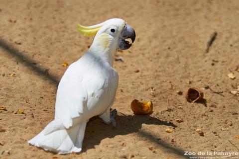 Cacatoes à huppe jaune au Zoo de La Palmyre