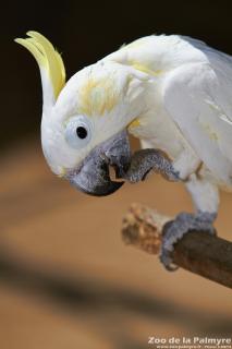 Cacatoes à huppe jaune au Zoo de La Palmyre