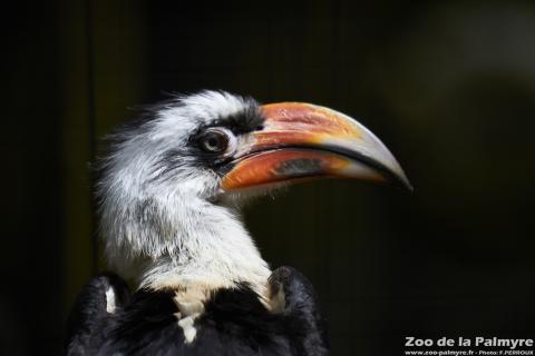 Calao de Decken au Zoo de la Palmyre