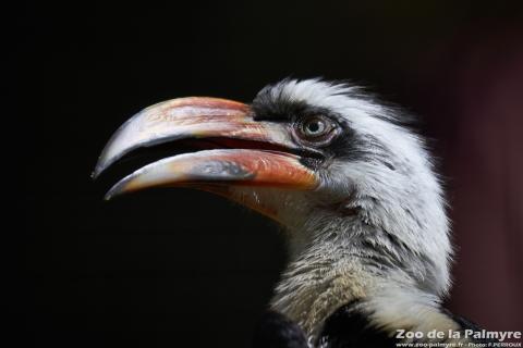 Calao de Decken au Zoo de la Palmyre