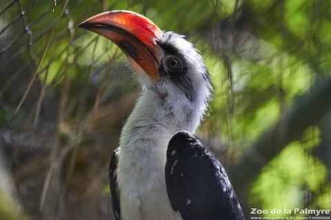 Calao de Decken au Zoo de la Palmyre