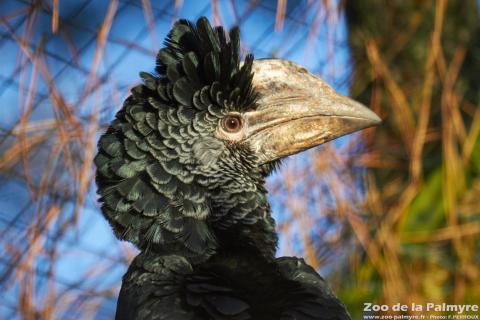 Calao à joues grises au Zoo de la Palmyre