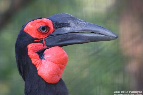 Grand calao terrestre au Zoo de la Palmyre