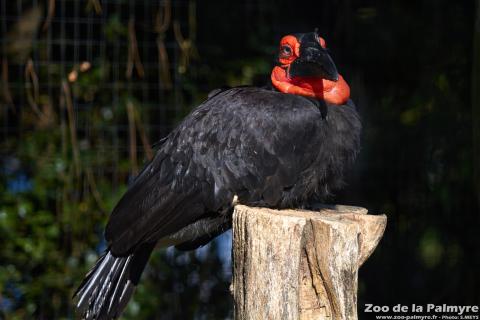 Grand calao terrestre au Zoo de la Palmyre