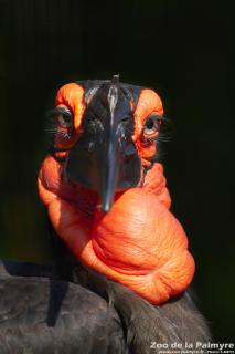 Grand calao terrestre au Zoo de la Palmyre