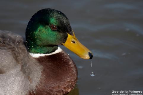 Canard Colvert au Zoo de La Palmyre