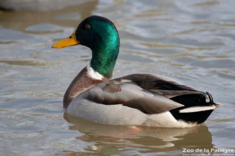 Canard Colvert au Zoo de La Palmyre