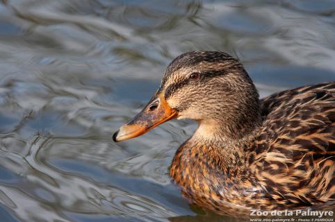Canard Colvert au Zoo de La Palmyre