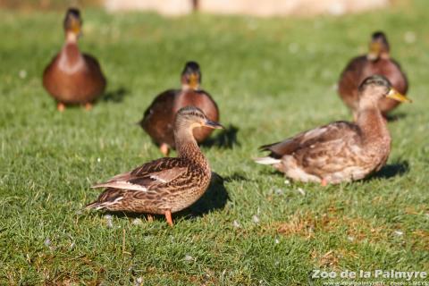 Canard Colvert au Zoo de La Palmyre