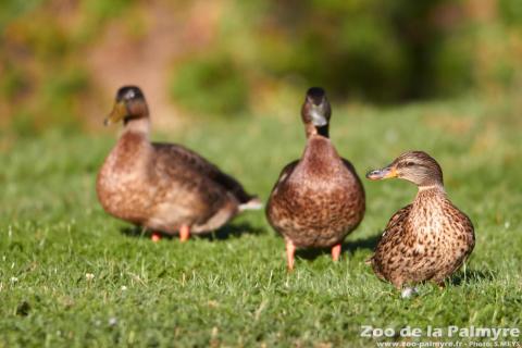 Canard Colvert au Zoo de La Palmyre