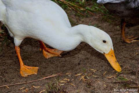 Canard coureur indien au Zoo de La Palmyre