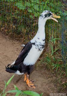 Canard coureur indien au Zoo de La Palmyre