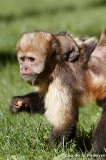 Capuçin à poitrine jaune au Zoo de la Palmyre