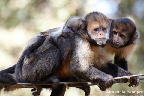 Capuçin à poitrine jaune au Zoo de la Palmyre